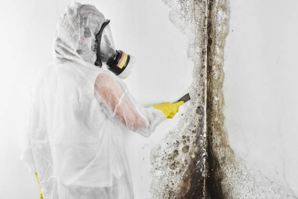 Best HVAC Mold Remediation in Bixby, OK