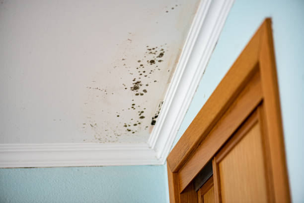 Best Post-Flood Mold Remediation in Bixby, OK