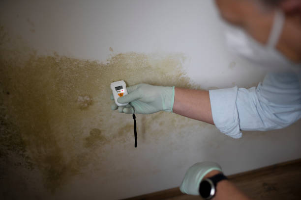 Best Commercial Mold Remediation in Bixby, OK
