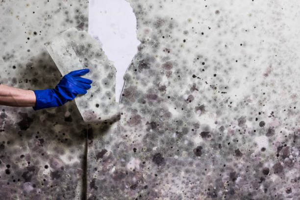 Bixby, OK Mold Remediation Company