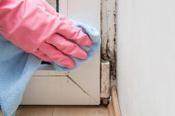 Best Attic Mold Remediation in Bixby, OK