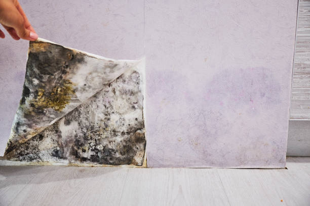 Best Emergency Mold Remediation in Bixby, OK